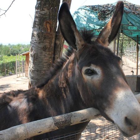 Agriturismo La Roccia Willa Vo Zewnętrze zdjęcie
