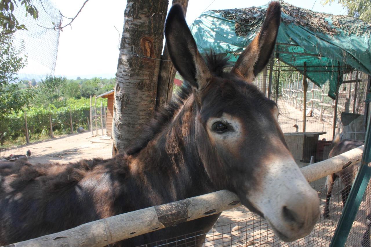 Agriturismo La Roccia Willa Vo Zewnętrze zdjęcie